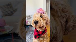 A model face 😁 dog goldendoodle funny [upl. by Alphard]