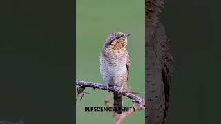 Eurasian wryneck [upl. by Jacenta557]