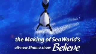 Seaworld Making of Believe Shamu Show [upl. by Einobe133]