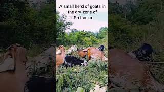 A small herd of goats in the dry zone of Sri Lanka ALAgriculturalScience [upl. by Sexela522]