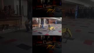 AI Unleashed CanineInspired Robot Dazzles at South Africas AI Expo [upl. by Llenrrad]