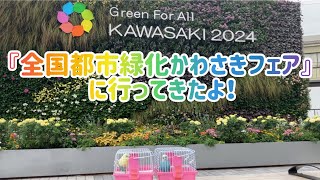 セキセイインコのメルとララ。『全国都市緑化かわさきフェア』に行ってきたよ！Budgerigars went to the quotNational Urban Greening Fairquot [upl. by Layod]