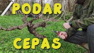 Aprender a podar cepas  Como podar vides [upl. by Zoba]