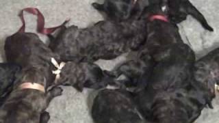 Bouvier Des Flandres Millie finally has her puppies [upl. by Lenes84]