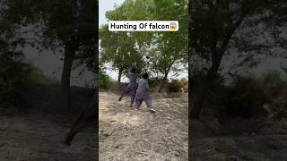 Hunting Of Falcons 😱 huntting shikarigaming eaglehunting entertainment [upl. by Drhacir662]