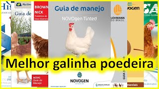 MELHOR GALINHA POEDEIRA para produção de ovos caipira [upl. by Jesh]