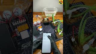 52Pi Plant Watering System with Arduino UNO R4 WIFI board 52pi arduino water srituhobby [upl. by Harriott]