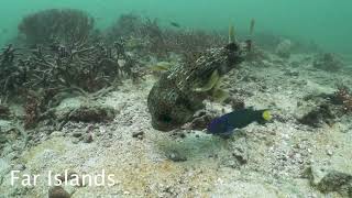 Diving in Koh Lipe [upl. by Oel235]