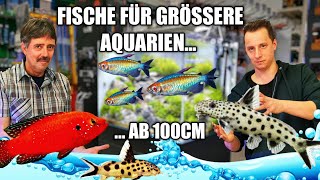 Fischbesatz Vorschlag für ein Aquarium ab 100cm [upl. by Tor892]