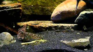 Salaria fluviatilis feeding gammarus [upl. by Dazhehs616]