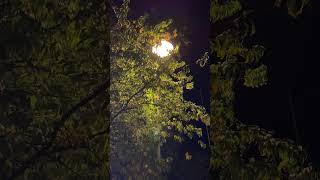 Autumn Glow Street Lamp Through Golden Leaves in Espoo [upl. by Sidras]