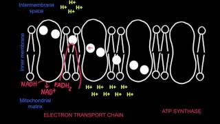 82 Electron Transport Chain and Chemiosmosis [upl. by Adnarram]