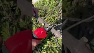 Pruning shears are easy and efficient and they are worth having [upl. by Abbi]