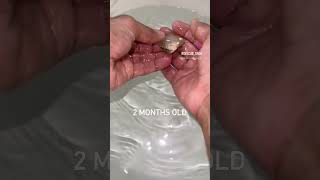 1 week to 10 months  Discus fish Breeding breeding breedingtank fish viral [upl. by Shaylyn700]