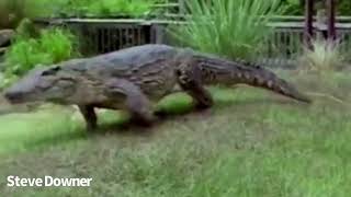 Cuban Crocodile Galloping Compilation [upl. by Ardnasal]