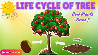 Plant life cycle  learning life cycle song for kifds amp toddlers [upl. by Pinebrook985]