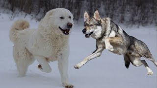 Is Maremma Sheepdog Capable to kill the wolf Deadly giant Maremma Sheepdog [upl. by Nylesor556]