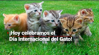 ¡DÍA DEL GATO Una y mil razones para amar y tener un mishi en casa [upl. by Lemrej]