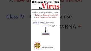 Baltimore Virus Classification Part 2 [upl. by Gnim]