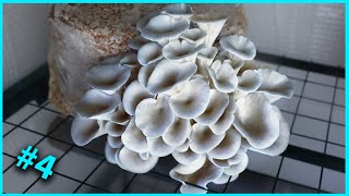 🍄 4 Essai de culture du PLEUROTE BLEU Pleurotus columbinus [upl. by Thad178]