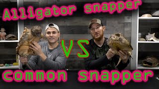 Alligator Snapping Turtle VS Common Snapping Turtle Can you tell the difference [upl. by Ruggiero]