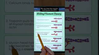 Muscle Contraction Steps of Sliding Filament Theory  TEAS and MCAT Review [upl. by Aicac]