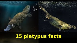 Platypus facts Learn15 facts about Platypuses [upl. by Ahsitnauq166]