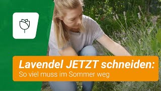 Lavendel JETZT schneiden So viel muss im Sommer weg [upl. by Noswal]