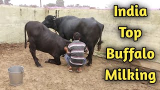 Worlds Top Murrah Buffalo Laddo Full Milking at CIRB HaryanaBeniwal Dairy farm [upl. by Azil731]