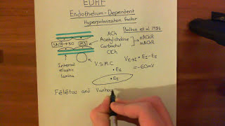 Endothelium Dependent Hyperpolarization Factor Part 1 [upl. by Voorhis]