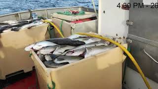 Massive Catch Making 6000 After a Few Hours of Jigging For Cod Skrei in Norway [upl. by Elana853]