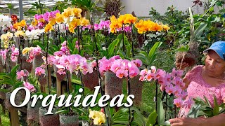 ORQUIDEAS PERFECTAS y con MUCHAS FLORES Como CUIDAR las ORQUIDEAS PHALAENOPSIS [upl. by Erhart483]