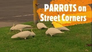 Wild Cockatoos are Australias Pigeons [upl. by Novoj791]