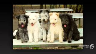 Pumi Dog breed [upl. by Yert804]