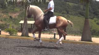 Malboa Cavalo Lusitano Palomino Hipica Rancho Novo [upl. by Disini362]