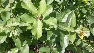 Identifying invasive buckthorns [upl. by Miett990]