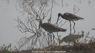 Eurasian Curlews wading in the water body [upl. by Bonnice]