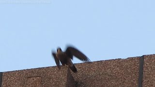 Peregrine Falcon watches over Yonge and Eglinton Toronto Aug 04 14 [upl. by Aremat]