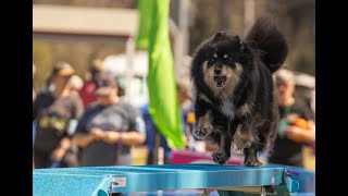 Dogs Australia Agility Nationals 2024  Open Agility Finals amp Open Jumping Finals [upl. by Toft664]