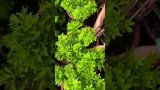 fresh vegetable cutting from tray agriculture vegetables garden satisfying shorts [upl. by Anifur265]