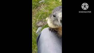 Marmots from the Austrian Alps сурки  świstaki  švilpikai [upl. by Easlehc]