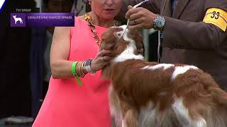 Cavalier King Charles Spaniels  Breed Judging 2021 [upl. by Eilime]