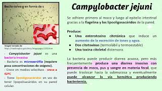 Caso clínico Campylobacter jejuni [upl. by Gracia29]