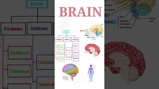 BRAIN  Forebrain parts  Their functions  In summary form  1 [upl. by Bili975]