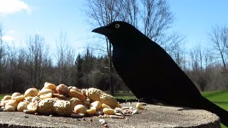 Nervous grackles on a quiet spring afternoon [upl. by Atat90]