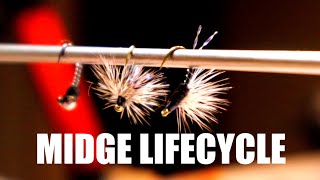 EVERY FLY FISHER SHOULD HAVE  HOW TO TIE A MIDGE  PUPA EMERGER amp FLY  Tying the midge lifecycle [upl. by Akemehs]