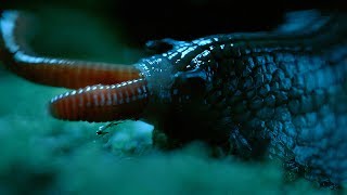 Rare Giant Snail Feasts On Earthworm  Wild New Zealand  BBC Earth [upl. by Weitman]