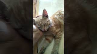 gangguin kucing tidur shorth [upl. by Anitsua]