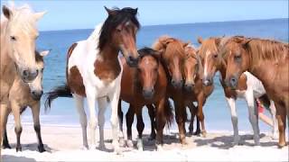 Wild Horses on the Beach at Assateague Island [upl. by Vincent]