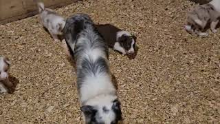 Red Merle Blue Merle Slate Merle Red and White border collie puppies  Josies Litter [upl. by Dent]